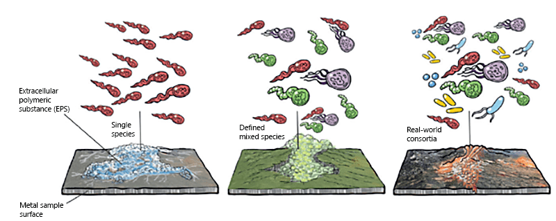 Microbiologically Influenced Corrosion (MIC) illustration